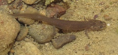 Hemidactyliinae