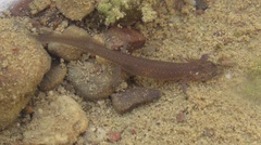 Hemidactyliinae