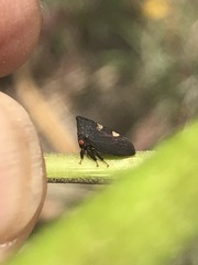 Enchenopa quadricolor