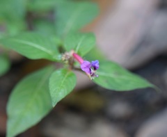 Cuphea calaminthifolia