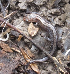 Plethodon ventralis
