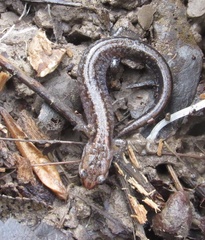 Plethodon ventralis