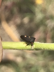 Enchenopa quadricolor