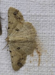 Aeolochroma quadrilinea