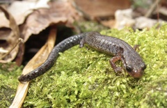 Plethodon ventralis