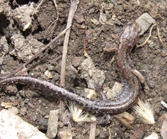 Plethodon ventralis