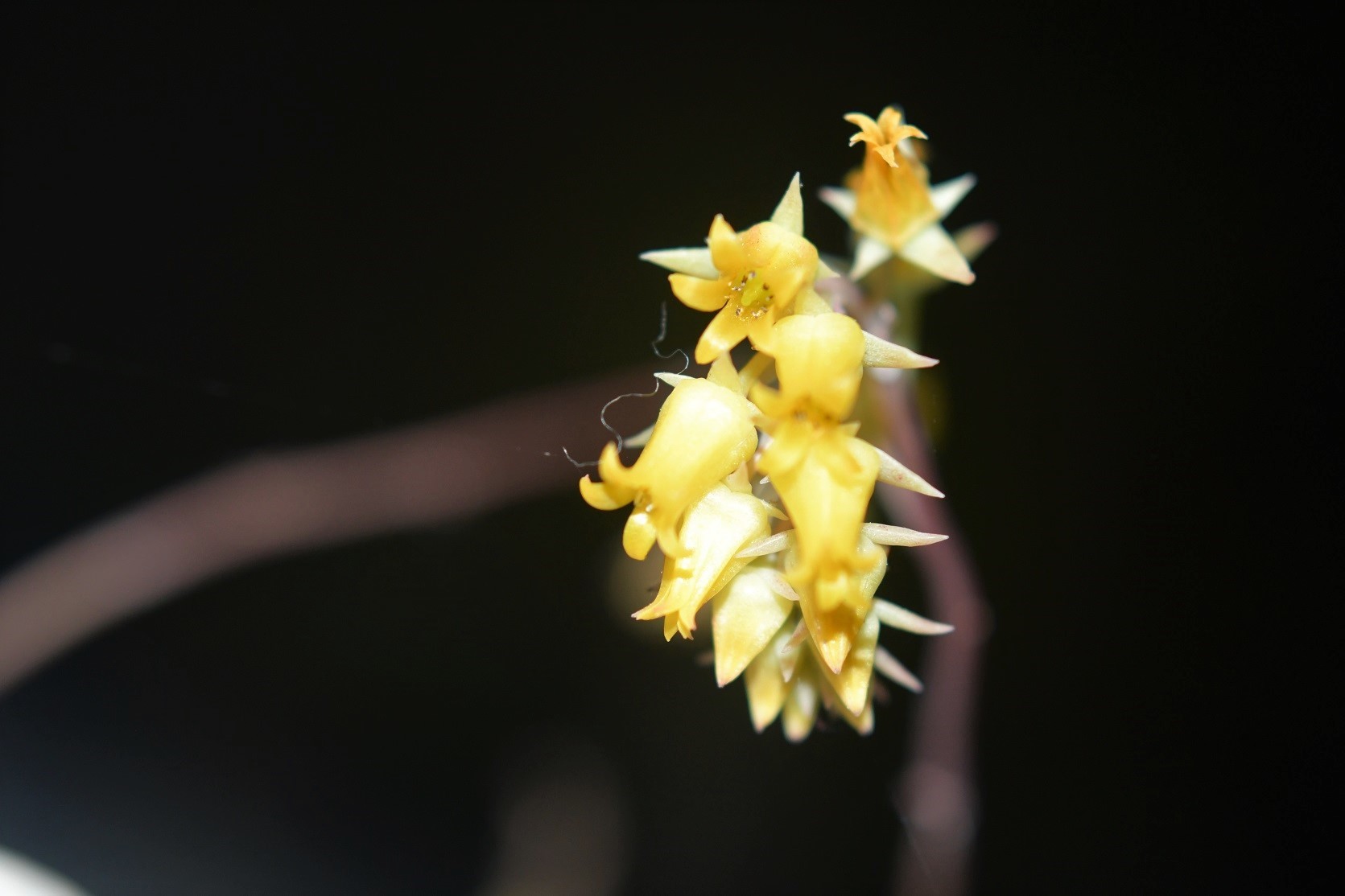 Imagem de Flor de Suculenta