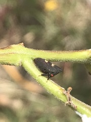 Enchenopa quadricolor