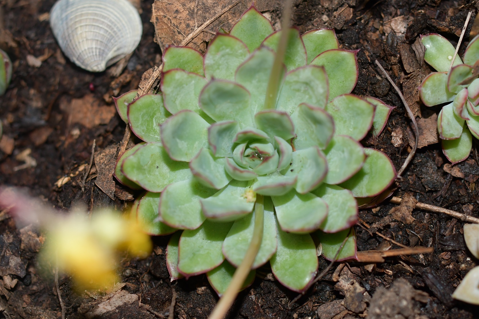 Imagem de Flor de Suculenta