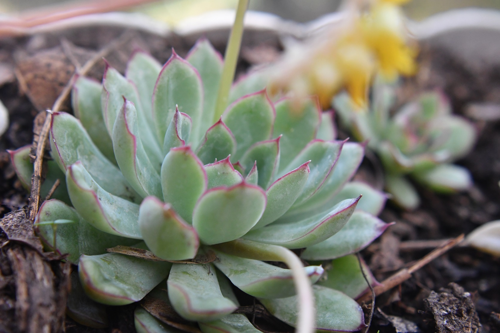 Imagem de Flor de Suculenta