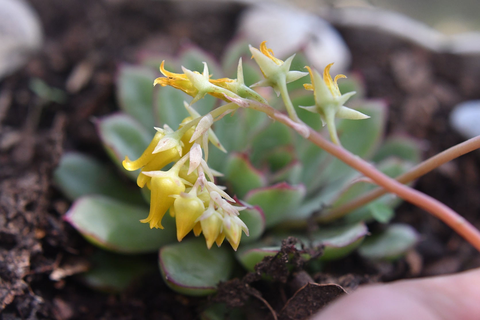 Imagem de Flor de Suculenta