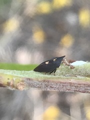 Enchenopa quadricolor