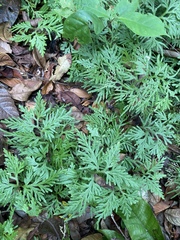 Selaginella delicatula