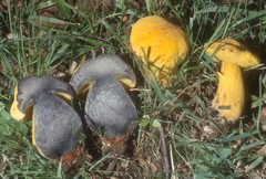 Neoboletus pseudosulphureus