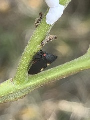 Enchenopa quadricolor