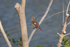 Phoenicurus auroreus