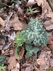 Trillium cuneatum