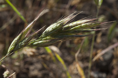 Bromus danthoniae