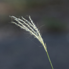 Bothriochloa decipiens