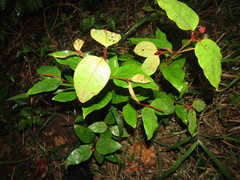 Vismia guianensis