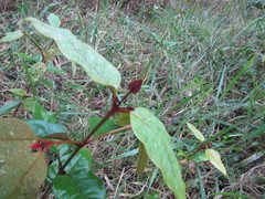 Vismia guianensis
