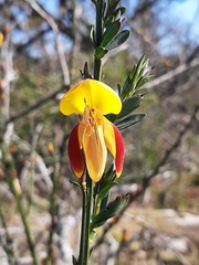 Cytisus scoparius andreanus