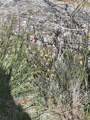 Cytisus scoparius andreanus