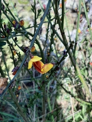 Cytisus scoparius andreanus