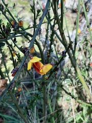 Cytisus scoparius andreanus