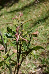 Quercus sebifera