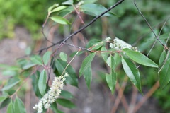 Prunus serotina capuli