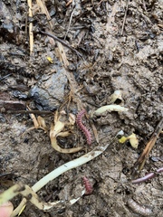 Kepolydesmus anderisus
