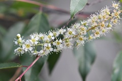 Prunus serotina capuli