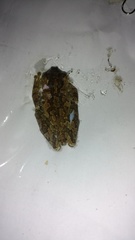 Osteopilus dominicensis