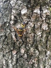 Eriotremex formosanus