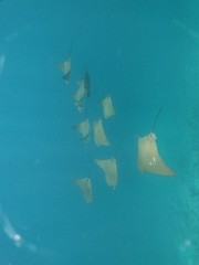 Rhinoptera steindachneri