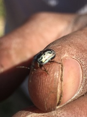 Zygogramma piceicollis