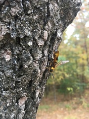 Eriotremex formosanus