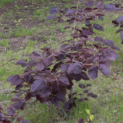 Corylus maxima