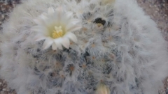 Mammillaria plumosa