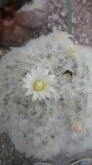 Mammillaria plumosa