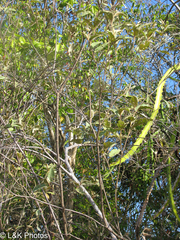Selenicereus triangularis