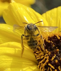Lasioglossum titusi