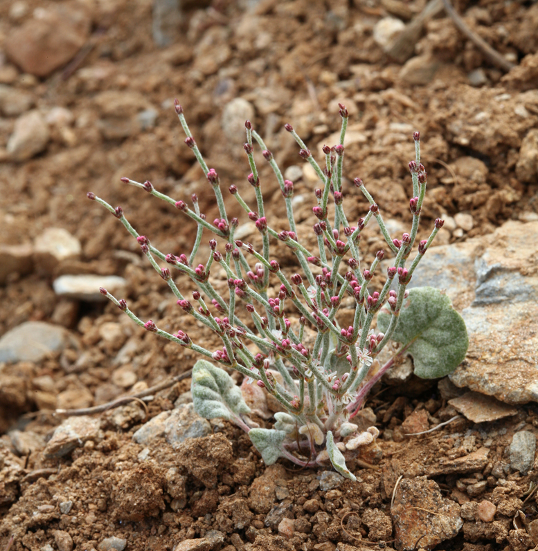 Eriogonum palmerianum