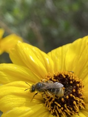 Lasioglossum titusi