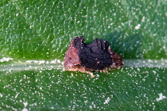 Entylia carinata image