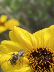 Lasioglossum titusi