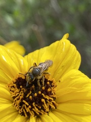 Lasioglossum titusi