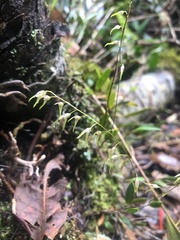 Specklinia