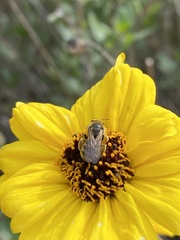 Lasioglossum titusi